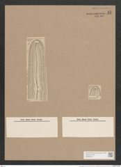 Navicula gigas (Ehr.) Kuetz. (de-Toni-Nr.: Genus 1, Species 2) Zeichnungen Sammlung Grunow Nr. 15 (NHMW-BOT-W0366197)